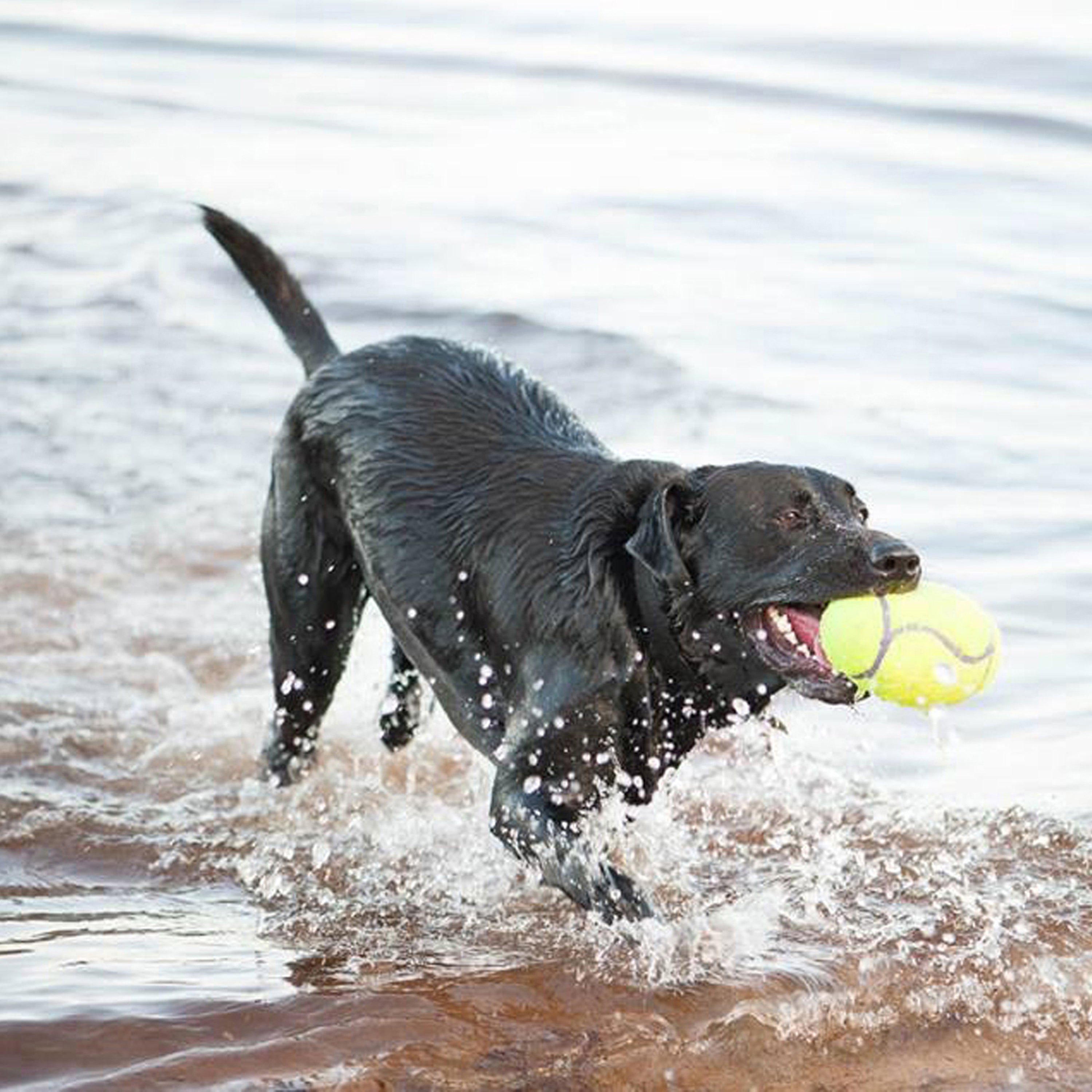 KONG AirDog® Dumbbell Lg Kong