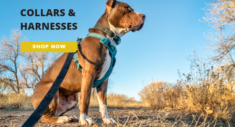 Petsleisure
