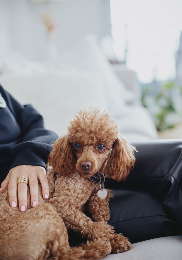 Petsleisure