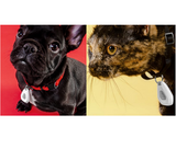 Mitey Tick Off For Pets Electronic Tick Repeller Mitey Tick Off