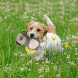 PaWz Dog Chew Toys Squeaky Puppy Soft Plush Play Non-toxic Teething Interactive Petsleisure