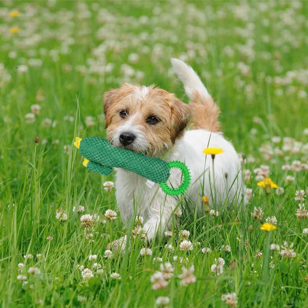 PaWz Dog Chew Toys Squeaky Puppy Soft Plush Play Non-toxic Teething Interactive Petsleisure