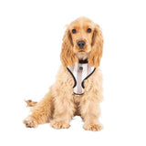 Petsleisure Pet Collars & Harnesses