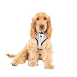 Petsleisure Pet Collars & Harnesses