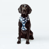 Petsleisure Pet Collars & Harnesses