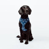 Mog And Bone Neoprene Harness Blue Dog