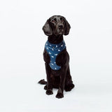 Petsleisure Pet Collars & Harnesses