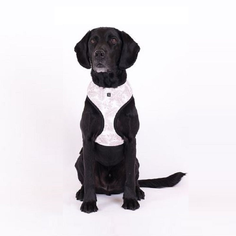 Petsleisure Pet Collars & Harnesses