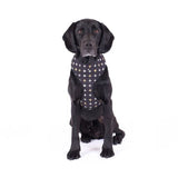 Petsleisure Pet Collars & Harnesses