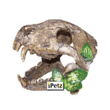 Ultimate Reptile Suppliers Ornament Skull Big Canines