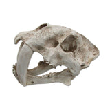 Ultimate Reptile Suppliers Sabre Tooth Skull