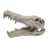 Ultimate Reptile Suppliers Croc Skull