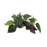 Ultimate Reptile Suppliers Plastic Plant On Driftwood (35)