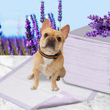 PaWz 100x Pet Dog Toilet Training Pad Puppy Potty Pee Mat Super Absorbent60x60cm Petsleisure